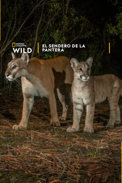 El sendero de la pantera