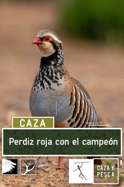 Perdiz roja con el campeón