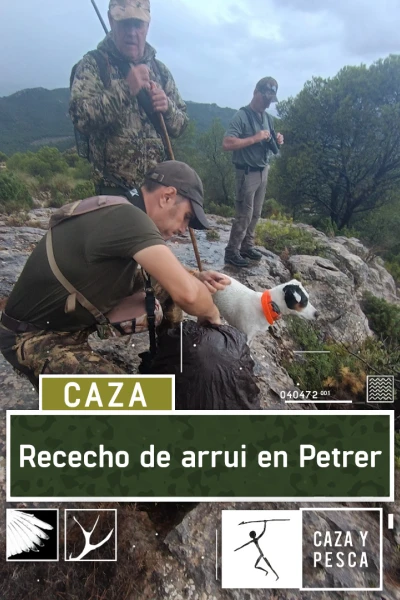 Rececho de arrui en Petrer