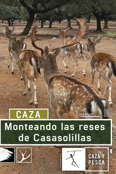 Monteando las reses de Casasolilla