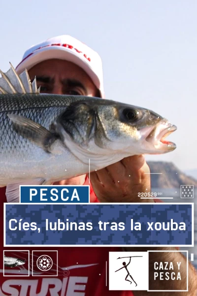Cies, lubinas tras la xouba