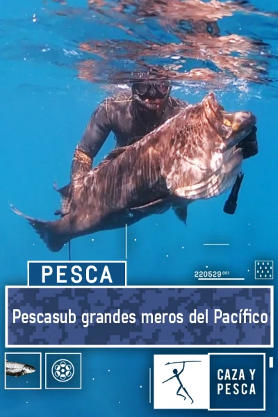 Pescasub, grandes meros del Pacífico