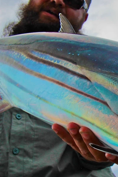 Fish Or Die. Fish Or Die: Bienvenidos a la selva