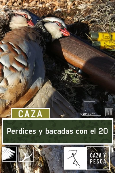 Perdices y becadas con el 20