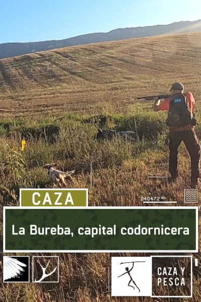 La Bureba, capital codornicera