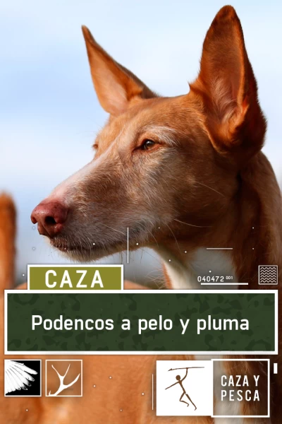 Podencos a pelo y a pluma