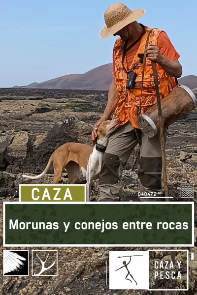 Morunas y conejos entre rocas