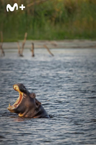 Hipopótamos y cocodrilos con Steve Backshall. Hipopótamos y...: Hipopótamos con Steve Backshall I