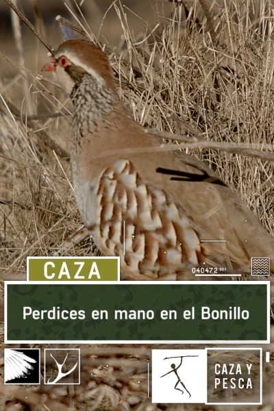 Perdices en mano en el Bonillo