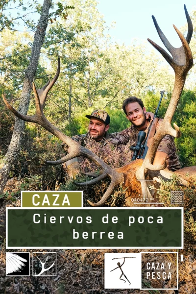 Ciervos de poca berrea