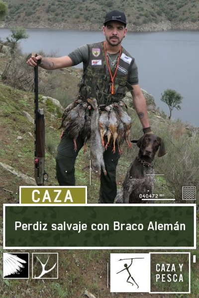Perdiz salvaje con Braco Alemán