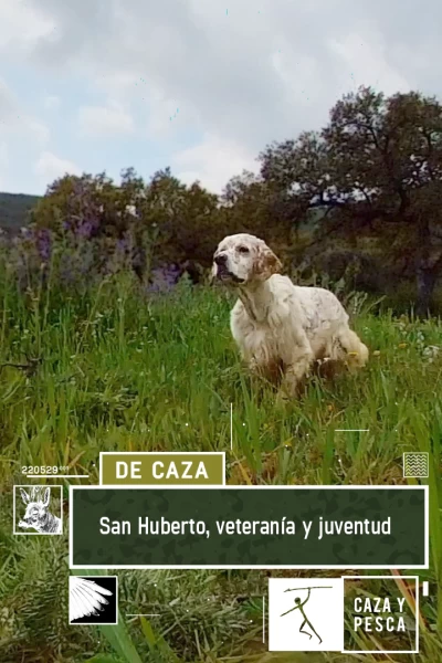 San Huberto. Veteranía y juventud