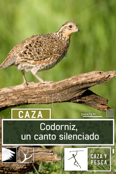 Codorniz: un canto silenciado