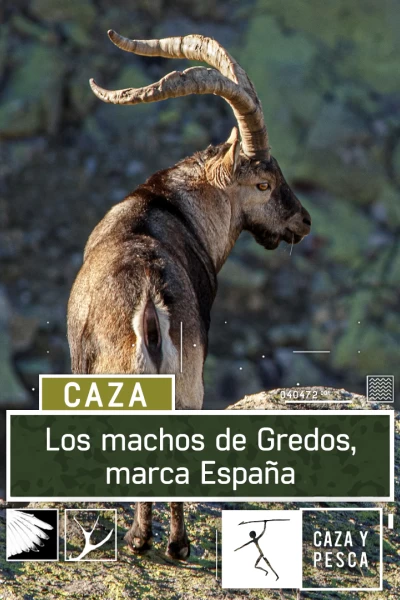 Los machos de Gredos: marca España