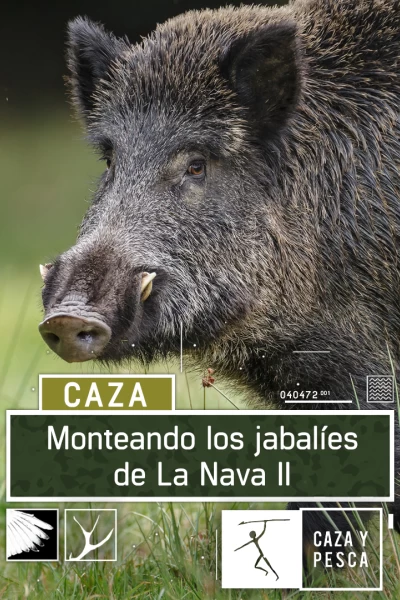 Monteando los jabalies de La Nava. 2º Parte