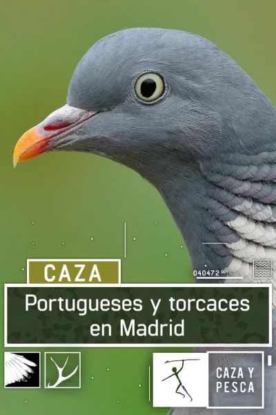 Portugueses y torcaces en Madrid