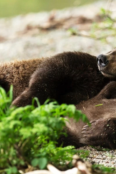 Nuestro planeta (One Strange Rock). Nuestro planeta (One...: Supervivencia