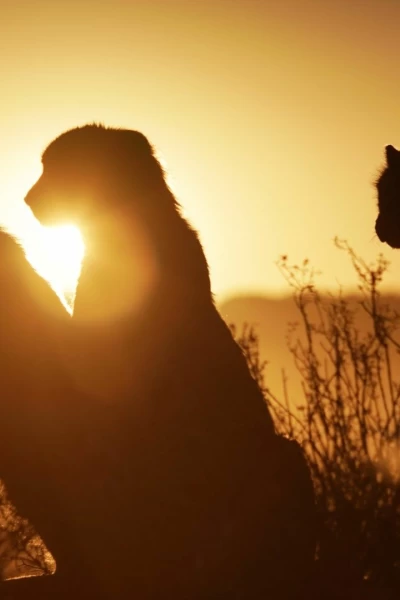 Nuestro planeta (One Strange Rock). Nuestro planeta (One...: Alienígena