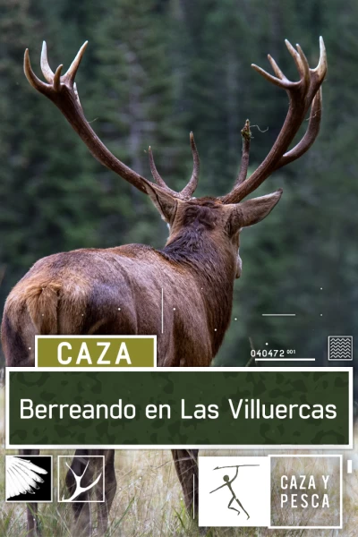 Berreando en Las Villuercas