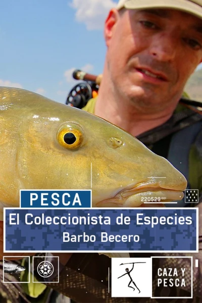 El coleccionista de especies: Barbo becero