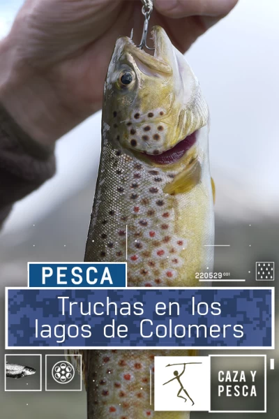 Truchas en los lagos de Colomers