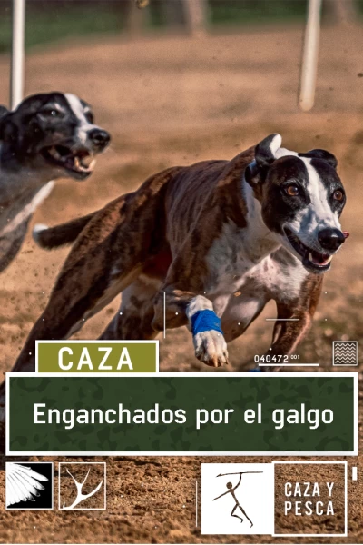 Enganchados por el galgo