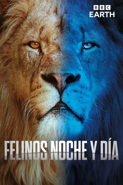 Felinos noche y día
