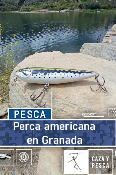 Perca americana en Granada