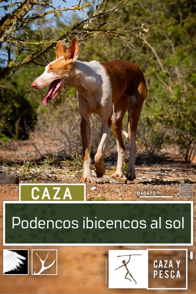 Podencos ibicencos al sol