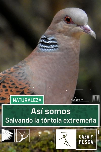 Así somos: salvando la tórtola extremeña