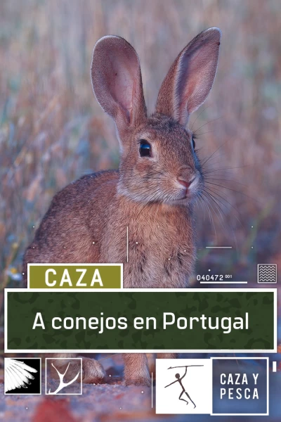 A conejos en Portugal