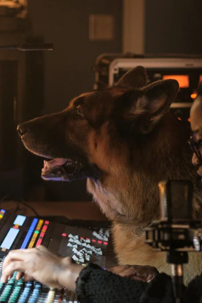 Hudson & Rex. T(T6). Hudson & Rex (T6): Ep.16 Rex, drogas y rock and roll