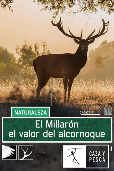 El Millarón. El valor del Alcornoque