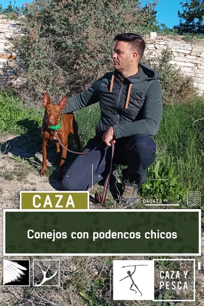 Conejos con podenco chico