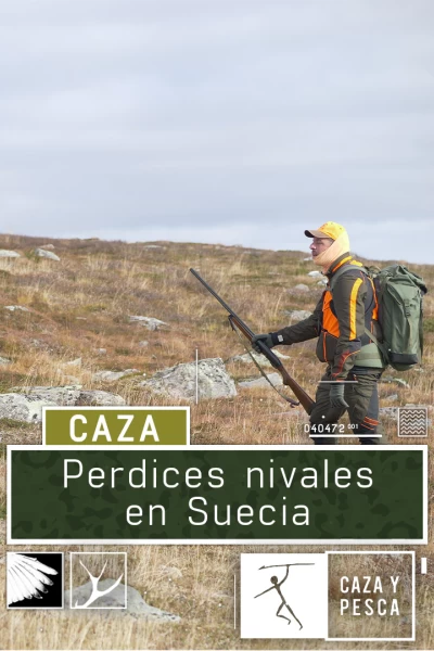 Perdices nivales en Suecia
