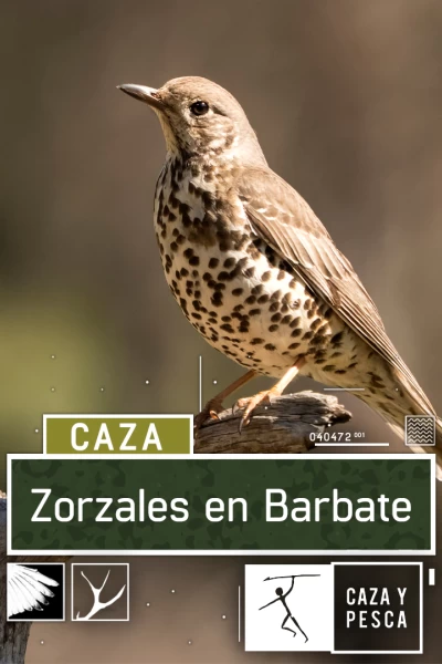 Zorzales en Barbate