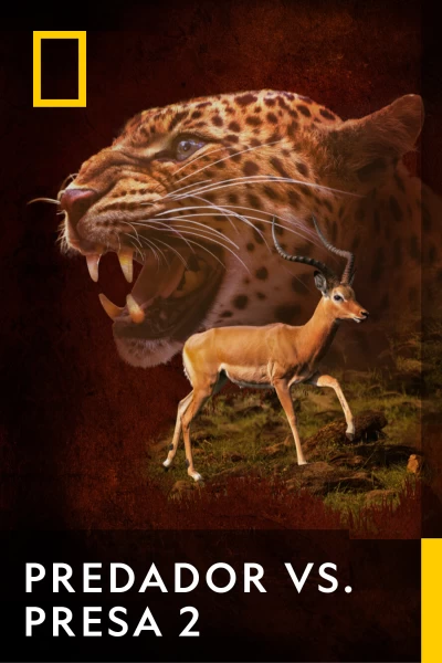 Predador vs. presa