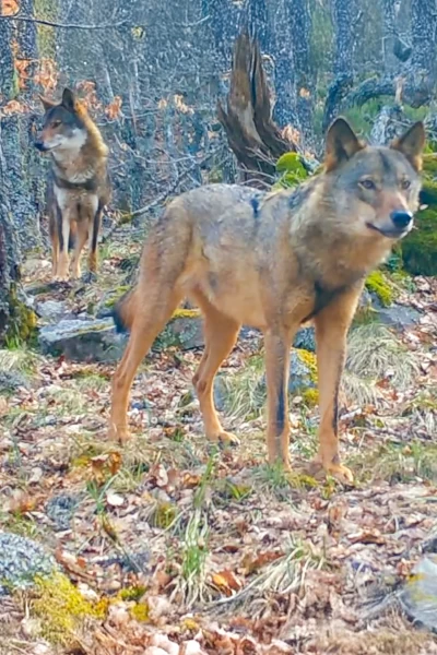 El bosque salvaje de Pardomino. El bosque salvaje de...: Ep.1