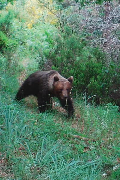 El bosque salvaje de Pardomino. El bosque salvaje de...: Ep.2