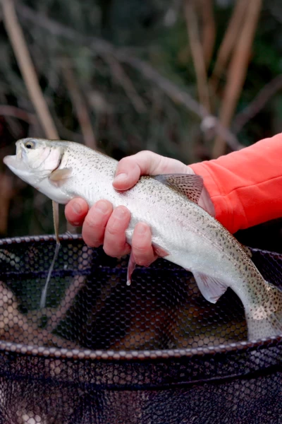 Río Salvaje con Kike Calleja. T(T6). Río Salvaje con... (T6): Río Esla
