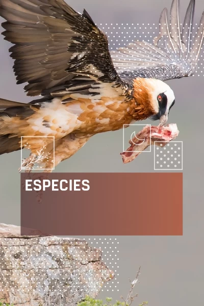 Especies