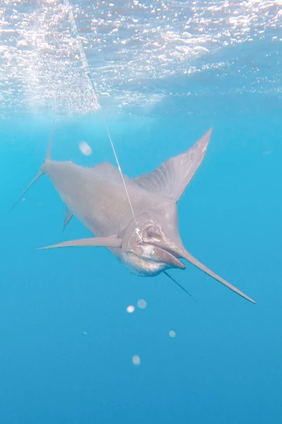 American Fishing. T(T1). American Fishing (T1): El Pez Vela Pacífico Sur