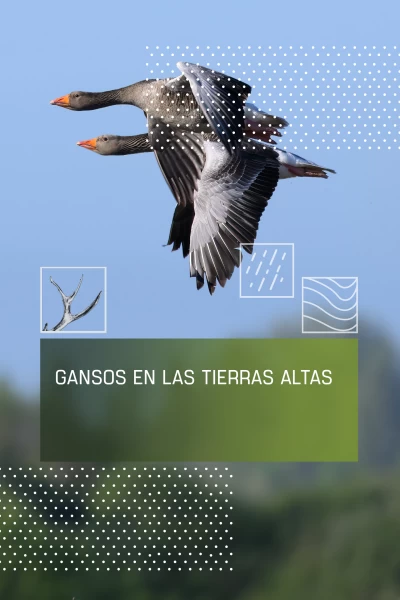 Gansos en las tierras altas