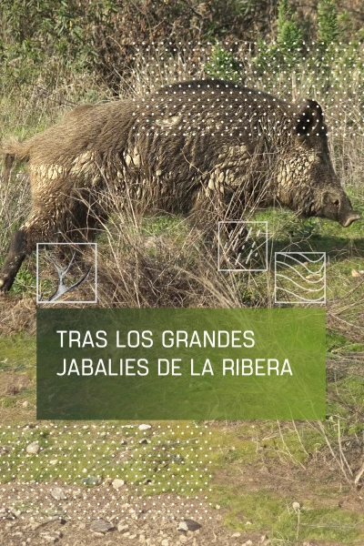 Tras los grandes jabalíes de La Ribera
