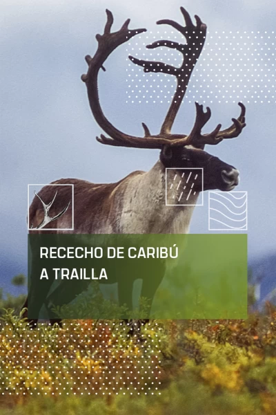 Rececho de caribú a traílla