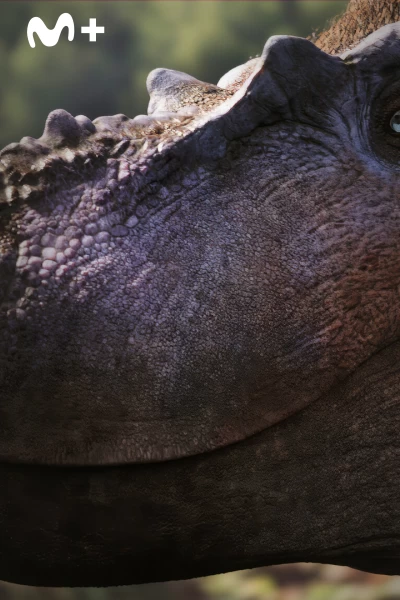 Extras de Caminando entre dinosaurios. Extras de Caminando...: Creando al Spinosaurus