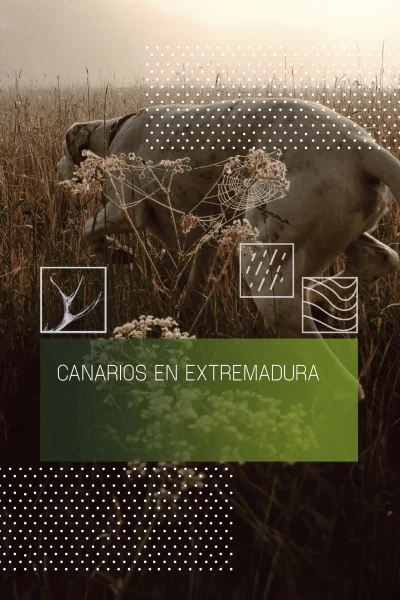 Canarios en Extremadura