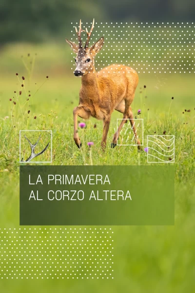 La primavera al corzo altera