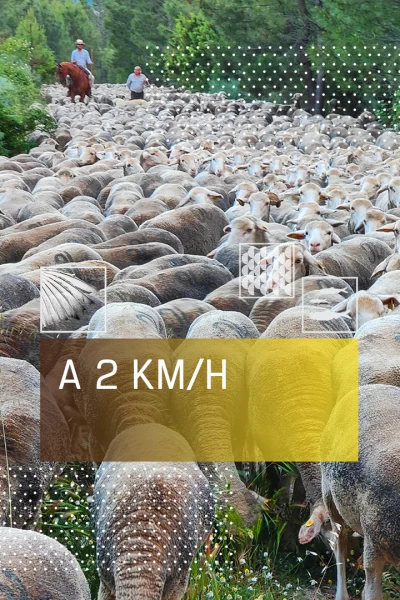 A 2 km/h