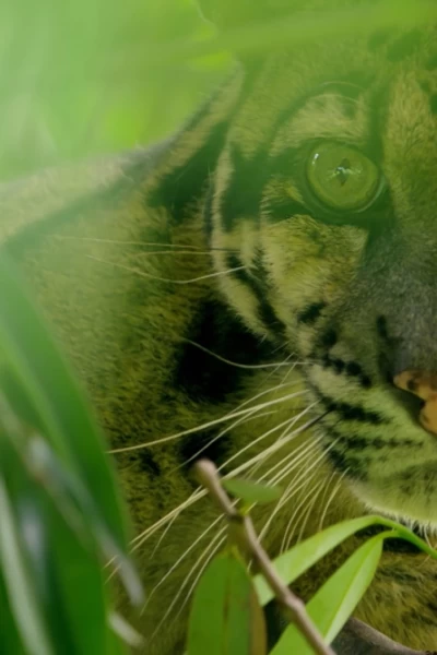 Especies En Peligro. Especies En Peligro: Los leopardos salvajes de la India